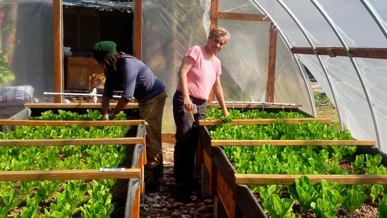 Benefits Of Aquaponic Farming