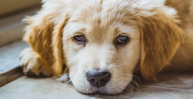 Holistapet’s Calming chews: What details do you need to know?