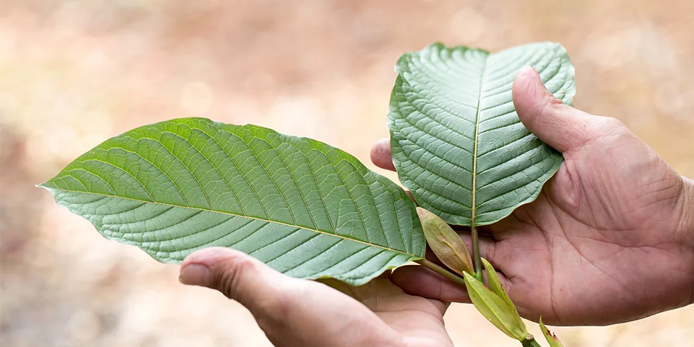 kratom