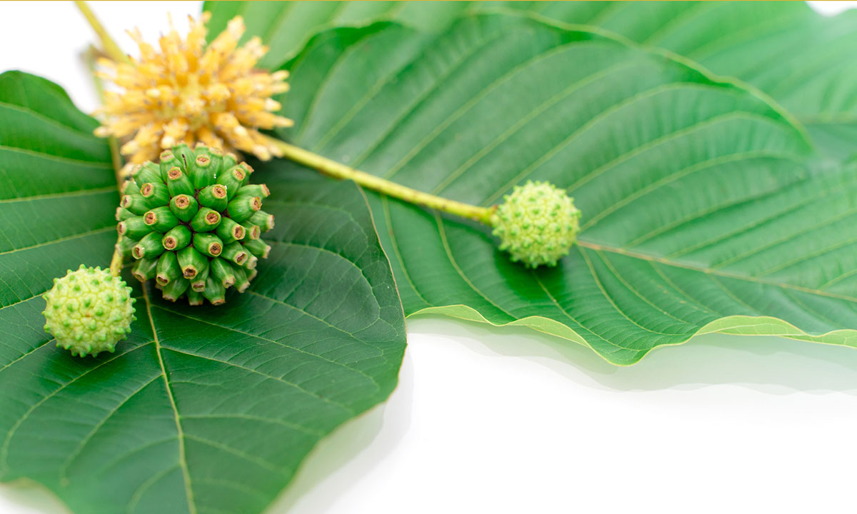 kratom strains