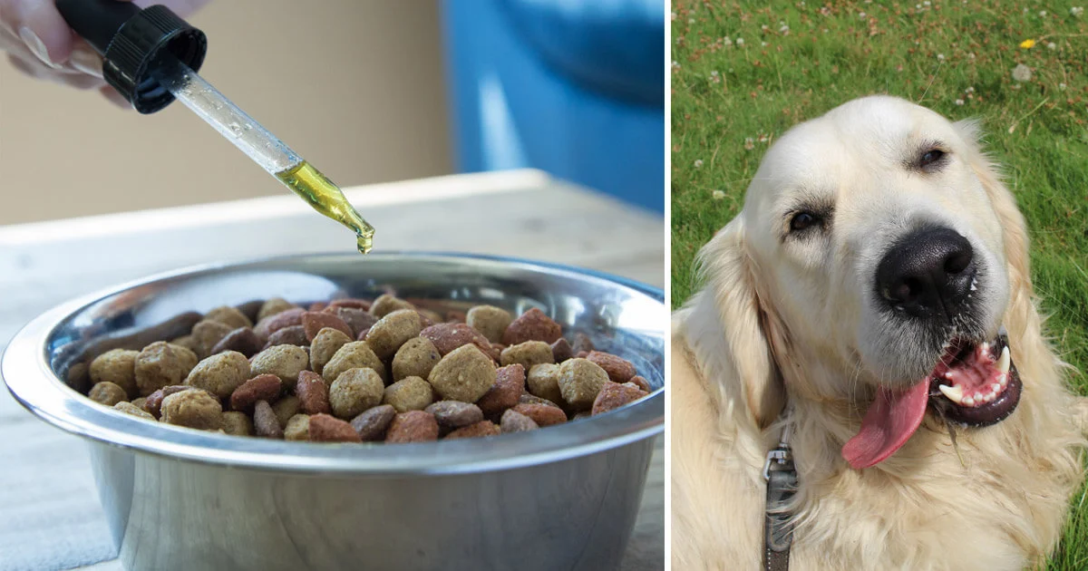 cbd oil for dogs