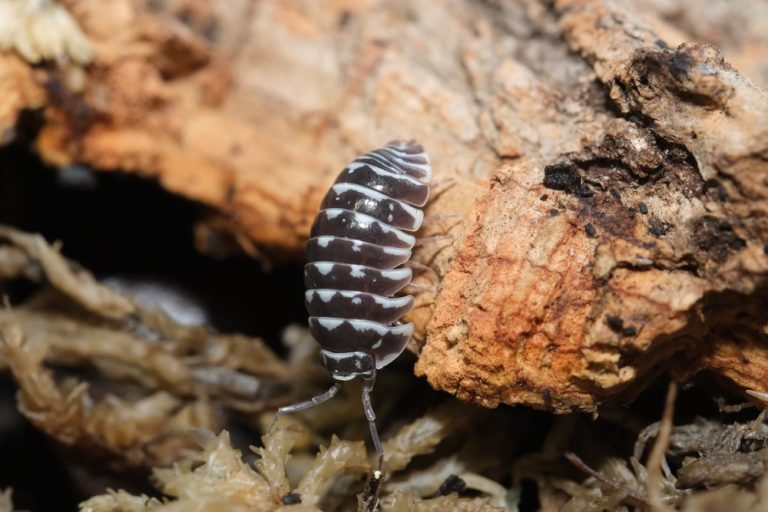 Choose Affordable Millipedes For Sale For Beginner Exotic Pet Keepers