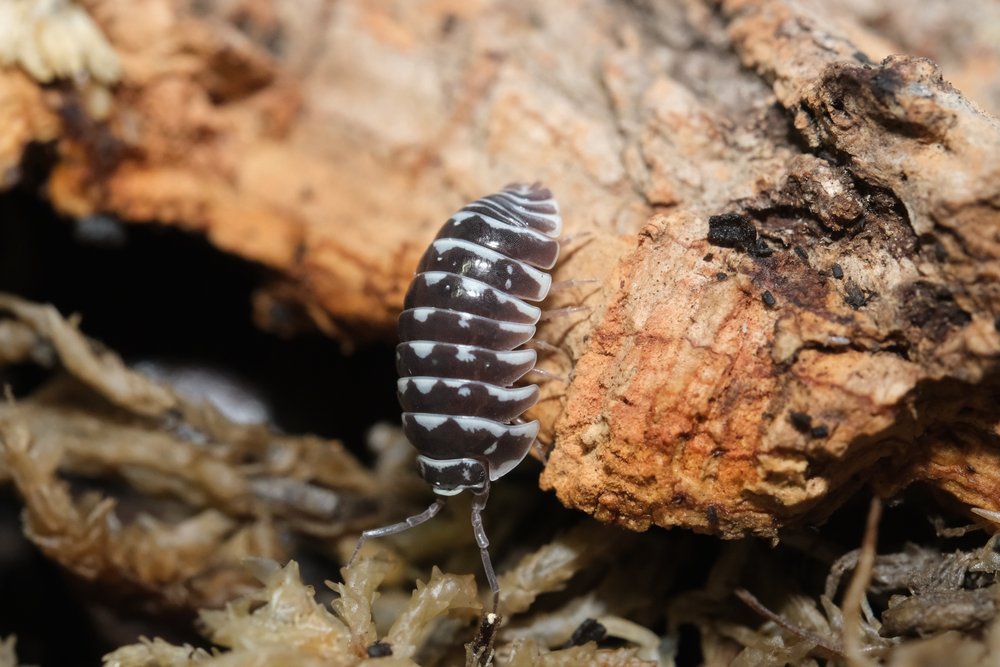 Choose Affordable Millipedes For Sale For Beginner Exotic Pet Keepers